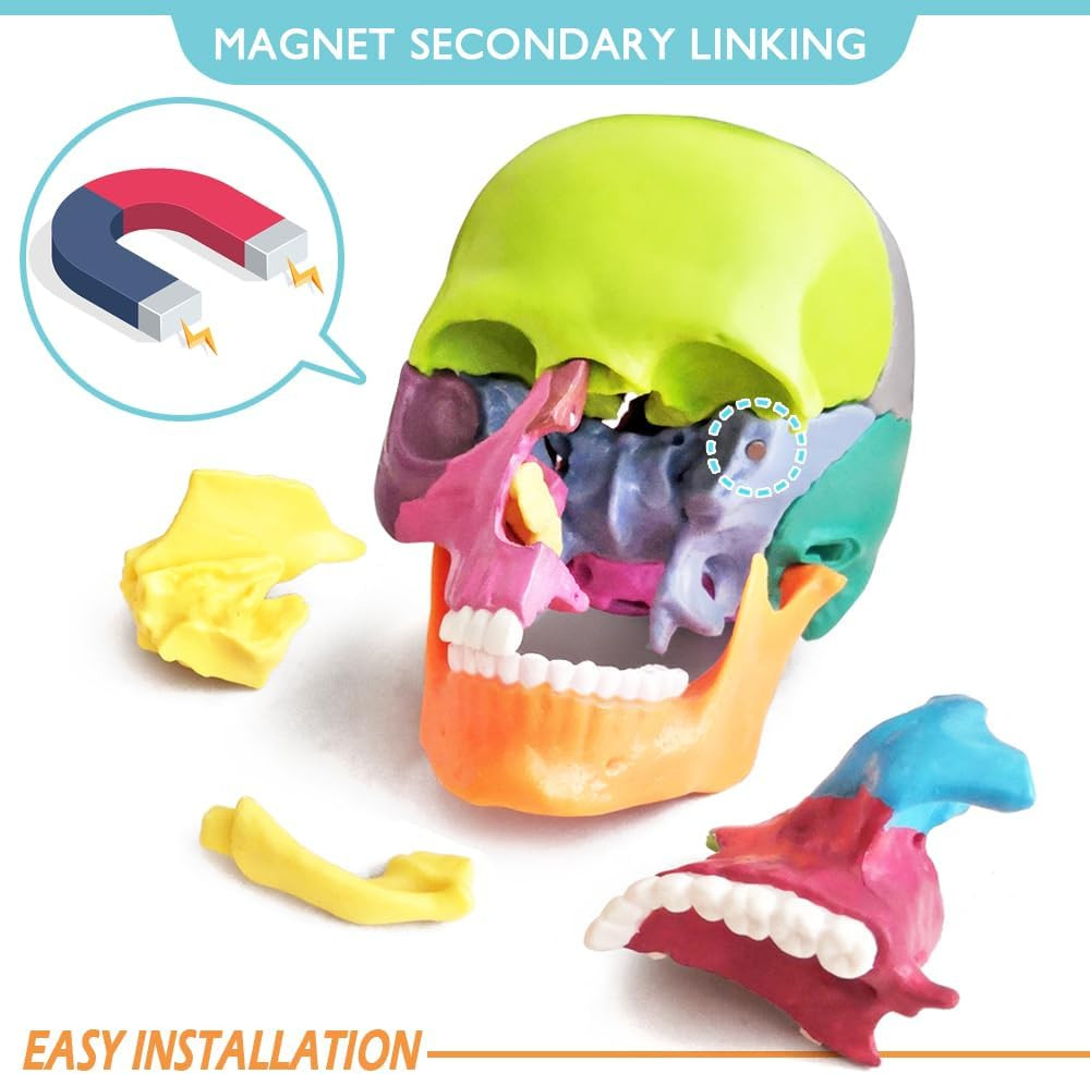 New Anatomy Skull Model 15 Parts Human Anatomy Exploded Skull Detachable Palm-Si