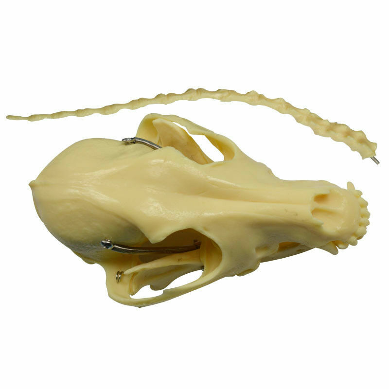 PVC Education Model Canine Skeleton Standard Size Dog Display Lab Study Veterina
