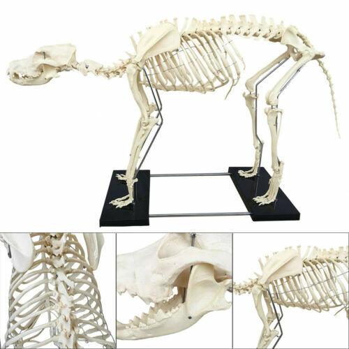 PVC Education Model Canine Skeleton Standard Size Dog Display Lab Study Veterina