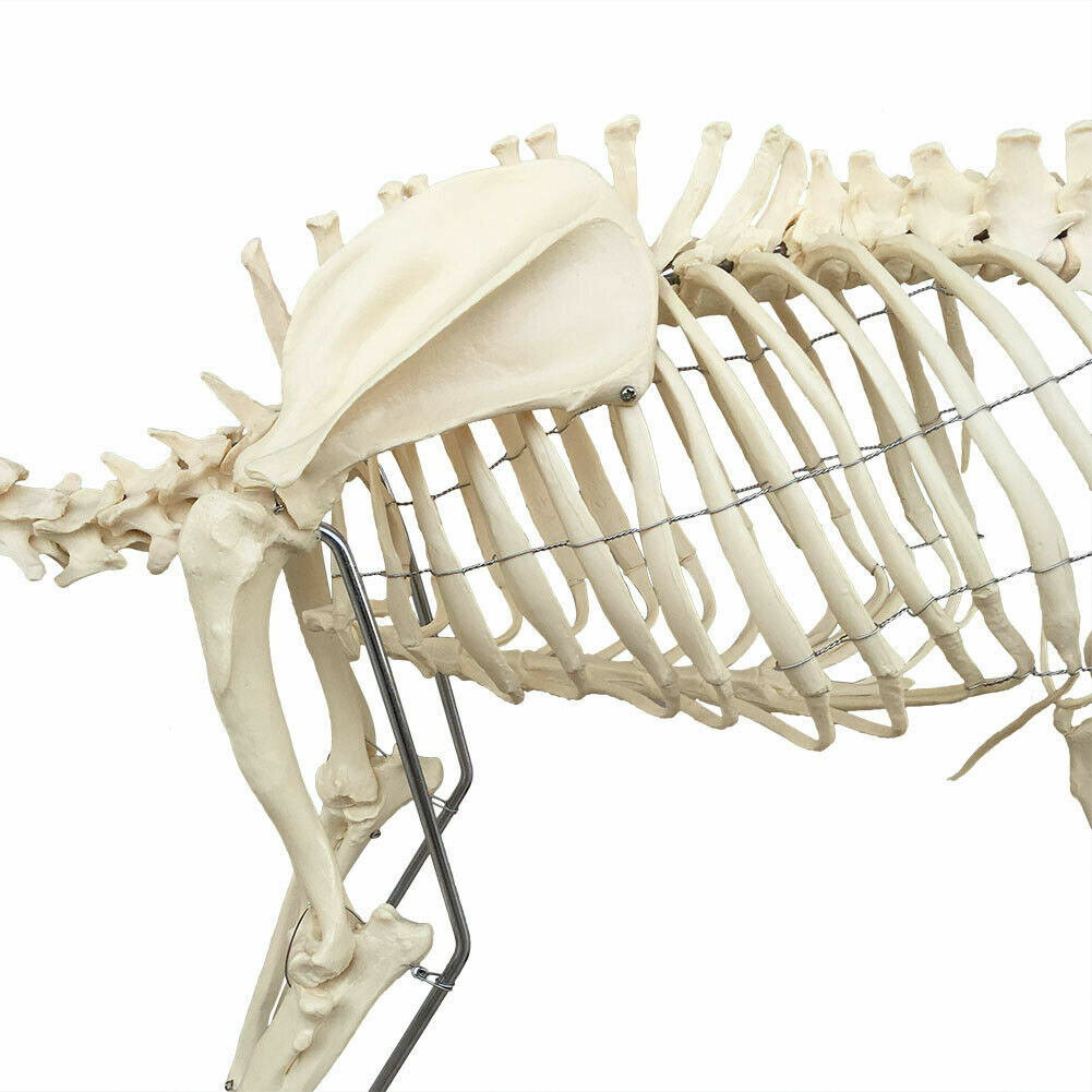 PVC Education Model Canine Skeleton Standard Size Dog Display Lab Study Veterina