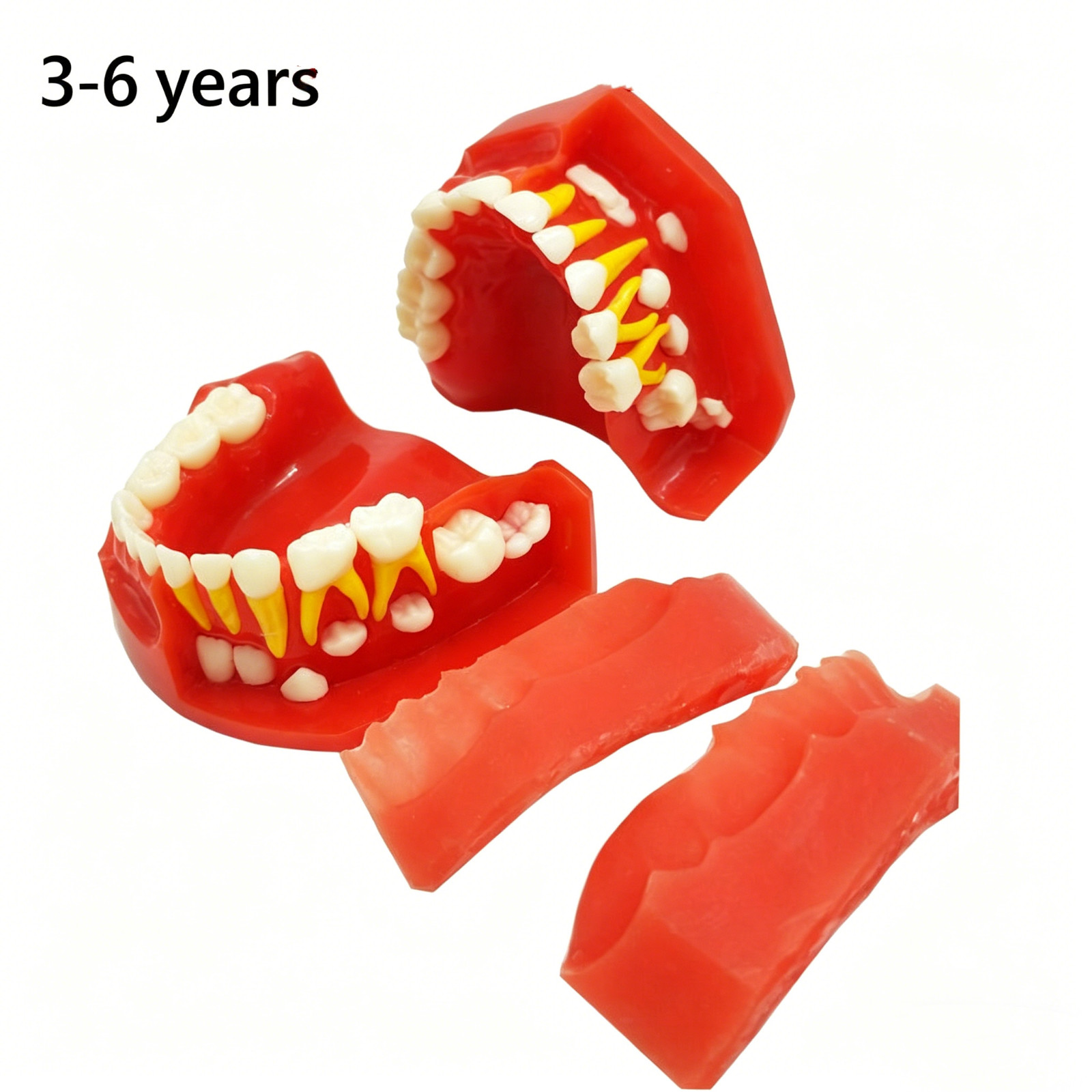Dental Teaching Pediatrics Teeth Children3-12Years Old Permanent Alternate Model