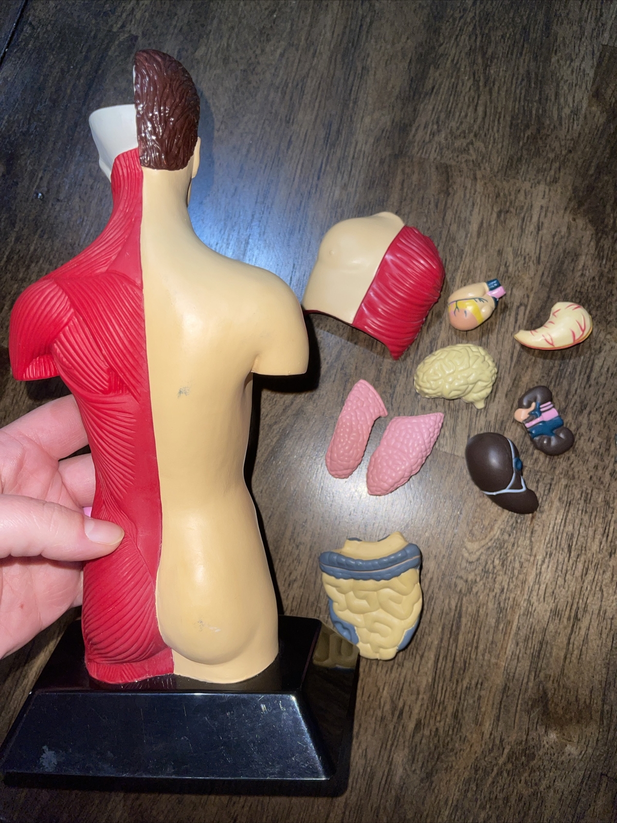 Natural Science MALE ANATOMICAL MODEL 10″ FIGURE Complete Set See Description