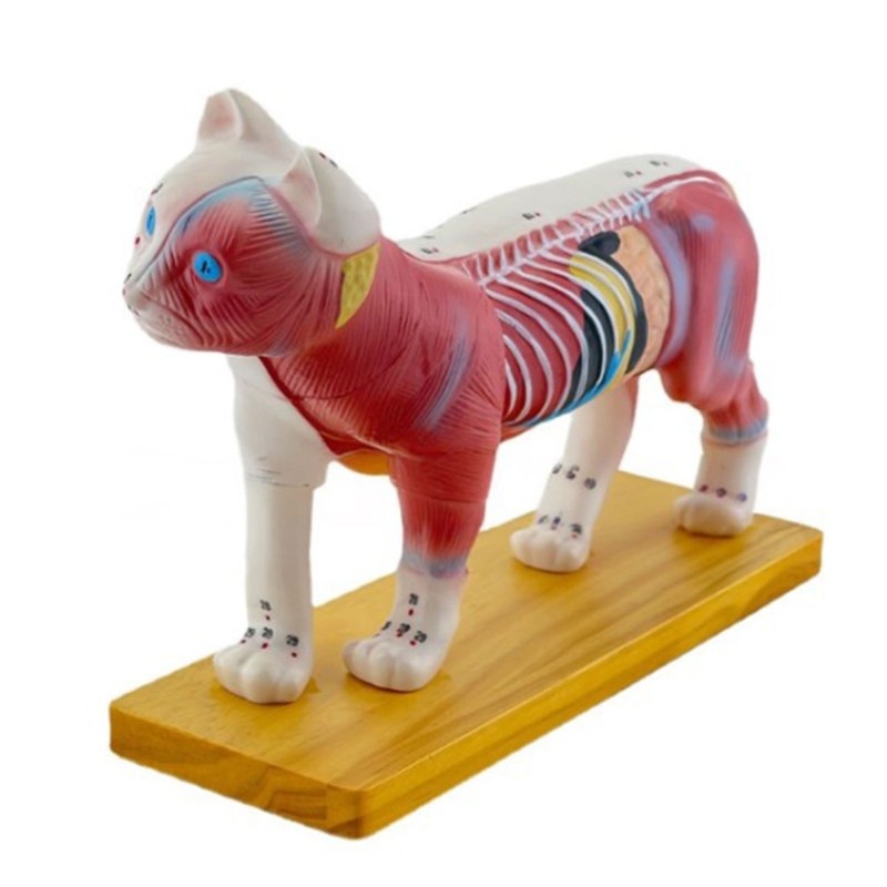 Cat Anatomy Model Animal Anatomical Model for Veterinary Learning