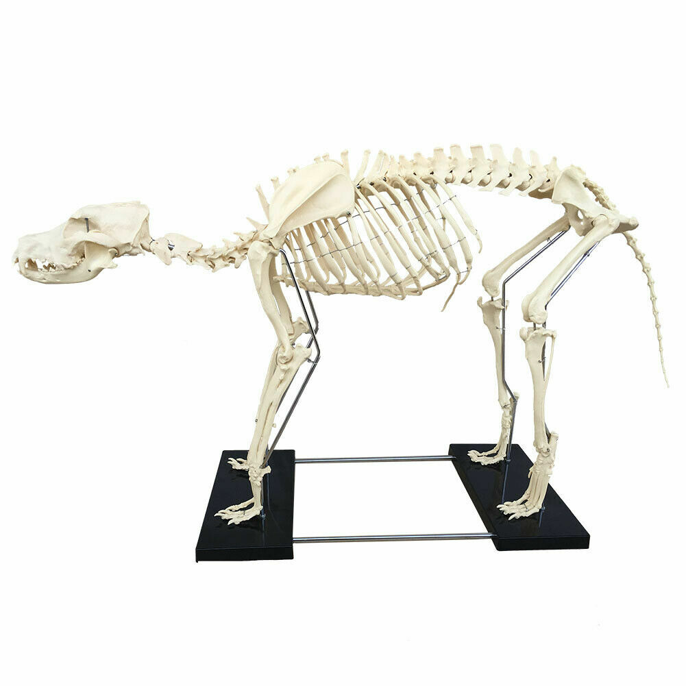 PVC Education Model Canine Skeleton Standard Size Dog Display Lab Study Veterina