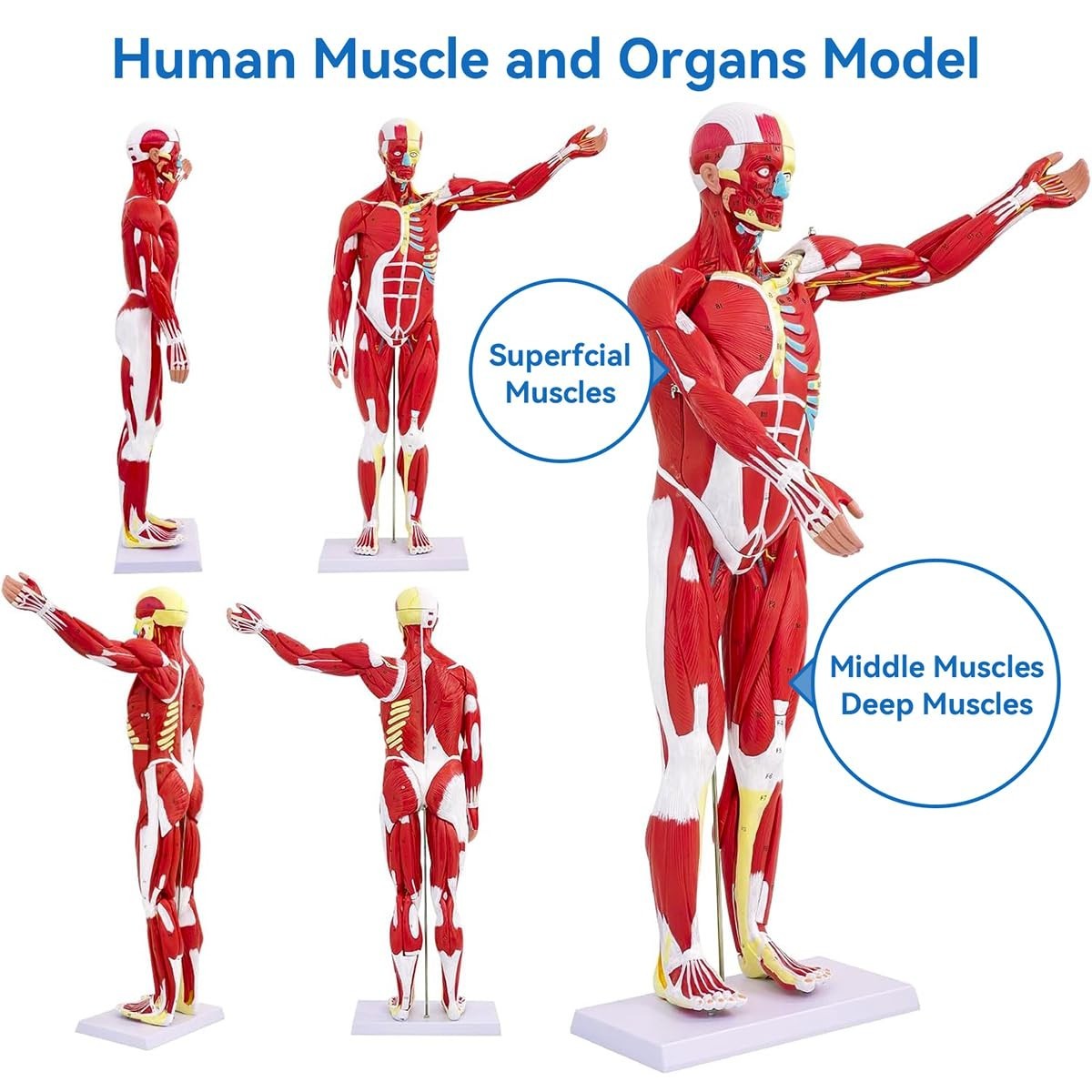 DSFGFRR Human Anatomy Muscle Model, 27-Part 1/2 Life Size 33” Human Muscle