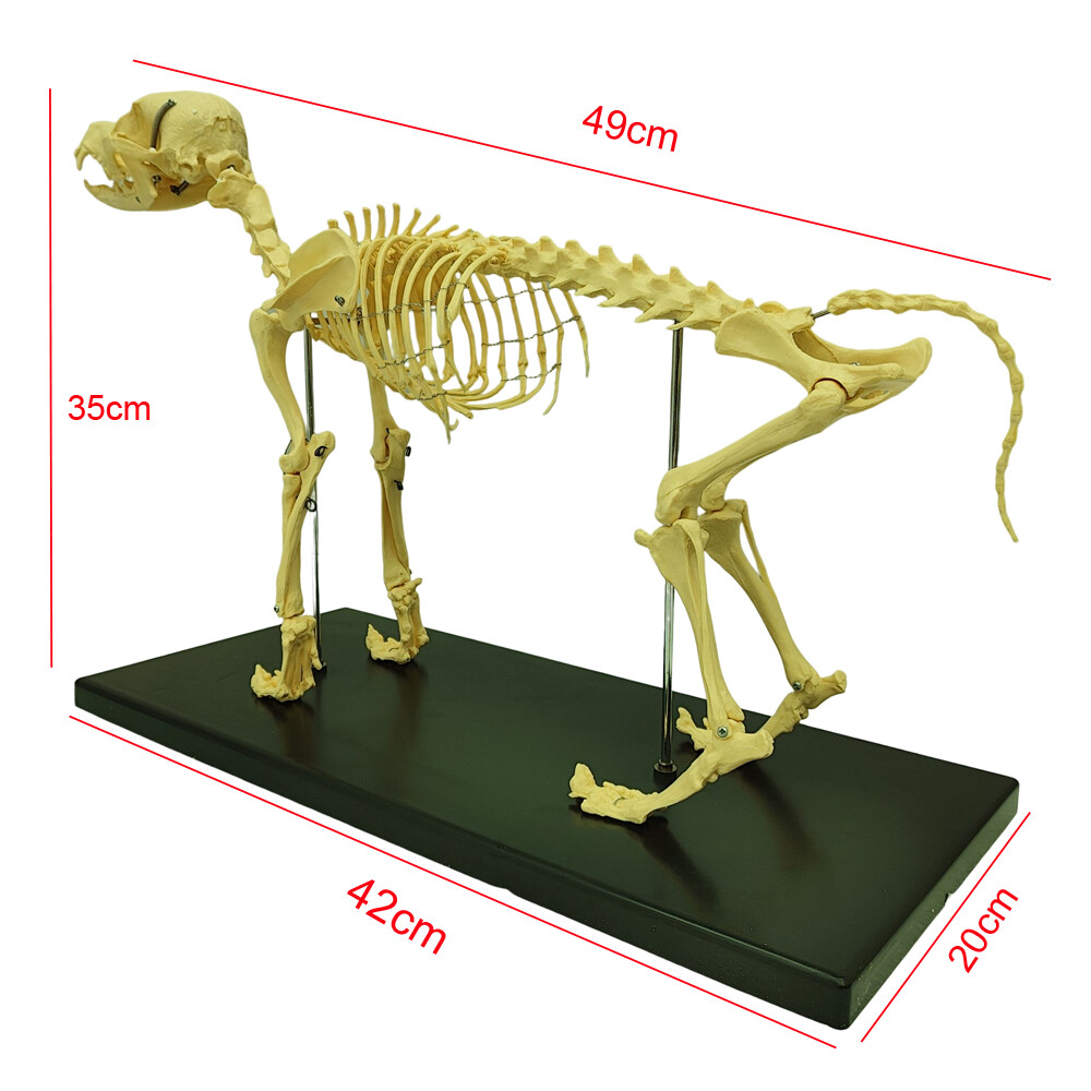 Canine Skeleton Model Standard Size Dog Teaching Education Display Model PVC New