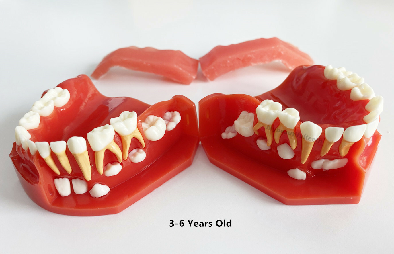Dental Pediatrics Teeth Model Children Primary Permanent Alternate 3-6 Years Old